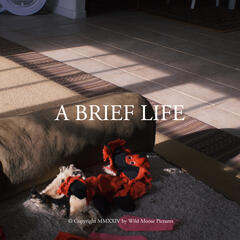 A Brief Life